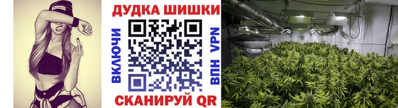 Конопля сатива  Приозерск 